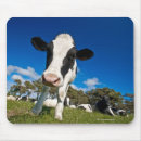 Search for looking at camera electronics Cattle