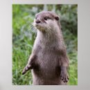 Search for cute otter posters Animal