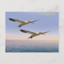 Search for gannet postcards Wildlife