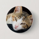 Search for tortie accessories Tabby