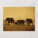Search for big five postcards Animals