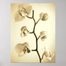 Search for sepia flowers posters Photography
