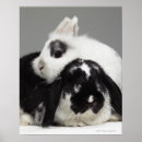 Search for dwarf lop eared rabbit Animal