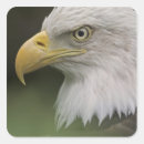 Search for eagle feathers stickers Animal