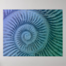 Search for ammonite art Spiral
