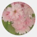 Search for cherry tree stickers Pink