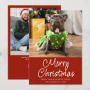 Search for feline christmas cards Pet lover
