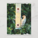 Search for red head postcards Animal