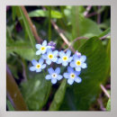 Search for nots posters Forget me not