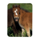 Search for miniature horse magnets Foals