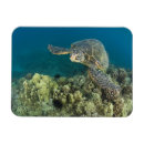 Search for sea turtle magnets Hawaii