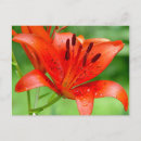 Search for firecracker postcards Flower