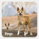 Search for dingo stickers Animal