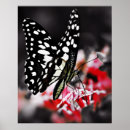 Search for vintage moths posters Flower