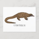 Search for pangolin postcards Mammals