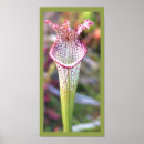 Search for pitcher posters Plants
