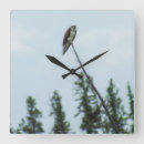 Search for white feather clocks Brown