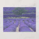 Search for sault postcards Lavender
