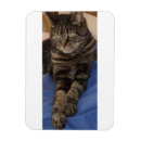 Search for pet sitter magnets Business