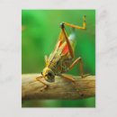 Search for grasshopper postcards Photography