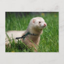Search for ferrets postcards Animal