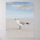 Search for florida seashells posters Waves
