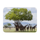 Search for safari magnets Tanzania