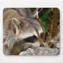 Search for racoons mousepads Cute