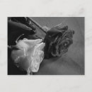 Search for black and white rose postcards Flowers
