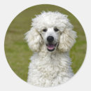 Search for white poodle stickers Pet