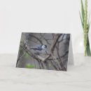 Search for nuthatch cards Birding