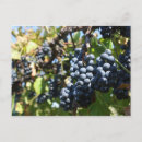 Search for purple grapes postcards Harvest