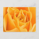Search for rose petals postcards Roses