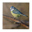 Search for bluetit Nature