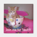 Search for tea magnets Kitten