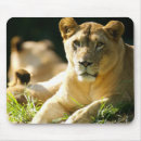 Search for african lion mousepads Safari