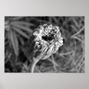 Search for marigold posters Photography