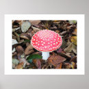 Search for muscaria posters Toadstool