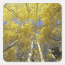 Search for aspen leaves stickers Nature