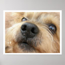 Search for yorky posters Yorkshire terrier