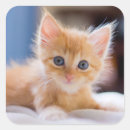 Search for cat with blue eyes stickers Animal