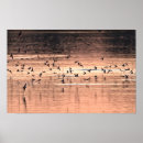 Search for swallow posters Animals
