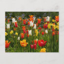 Search for spring postcards Tulips