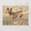 Search for poses postcards Dog