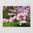 Search for tree blossoms postcards Sakura