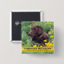Search for chocolate lab badges Labrador