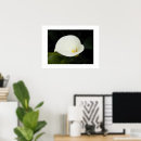 Search for arums posters Lilies