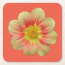 Search for dahlia flower coasters Petals