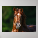 Search for headshot posters Breed