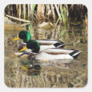 Search for bird hunt stickers Green